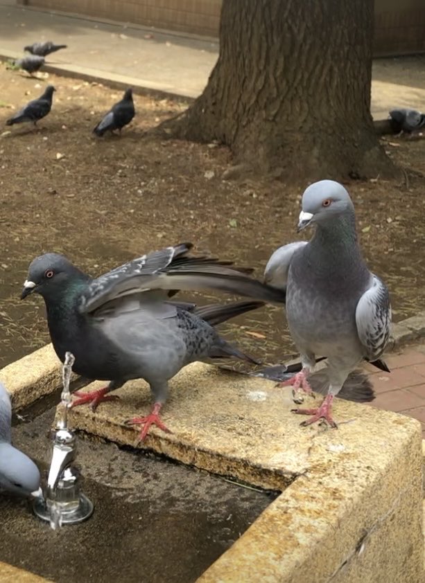 捕まえたぞぉ🐦