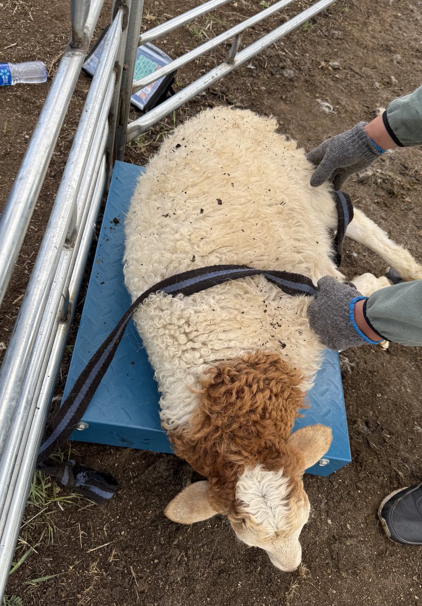 Энэ жилийн хургаа хэмжив. Жин 26,4кг байна