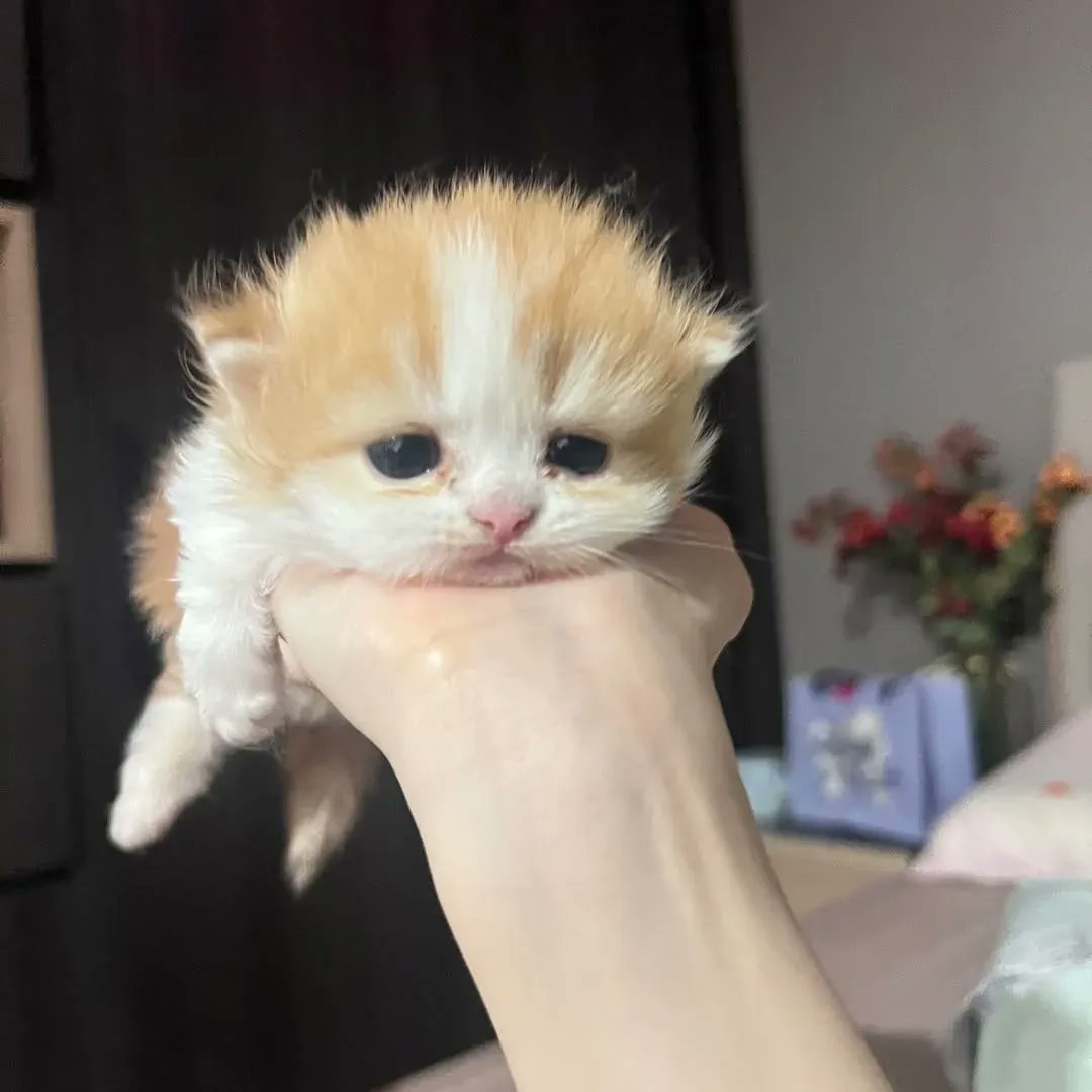 kitten_zukan's tweet photo. https://t.co/We87SDwiMY