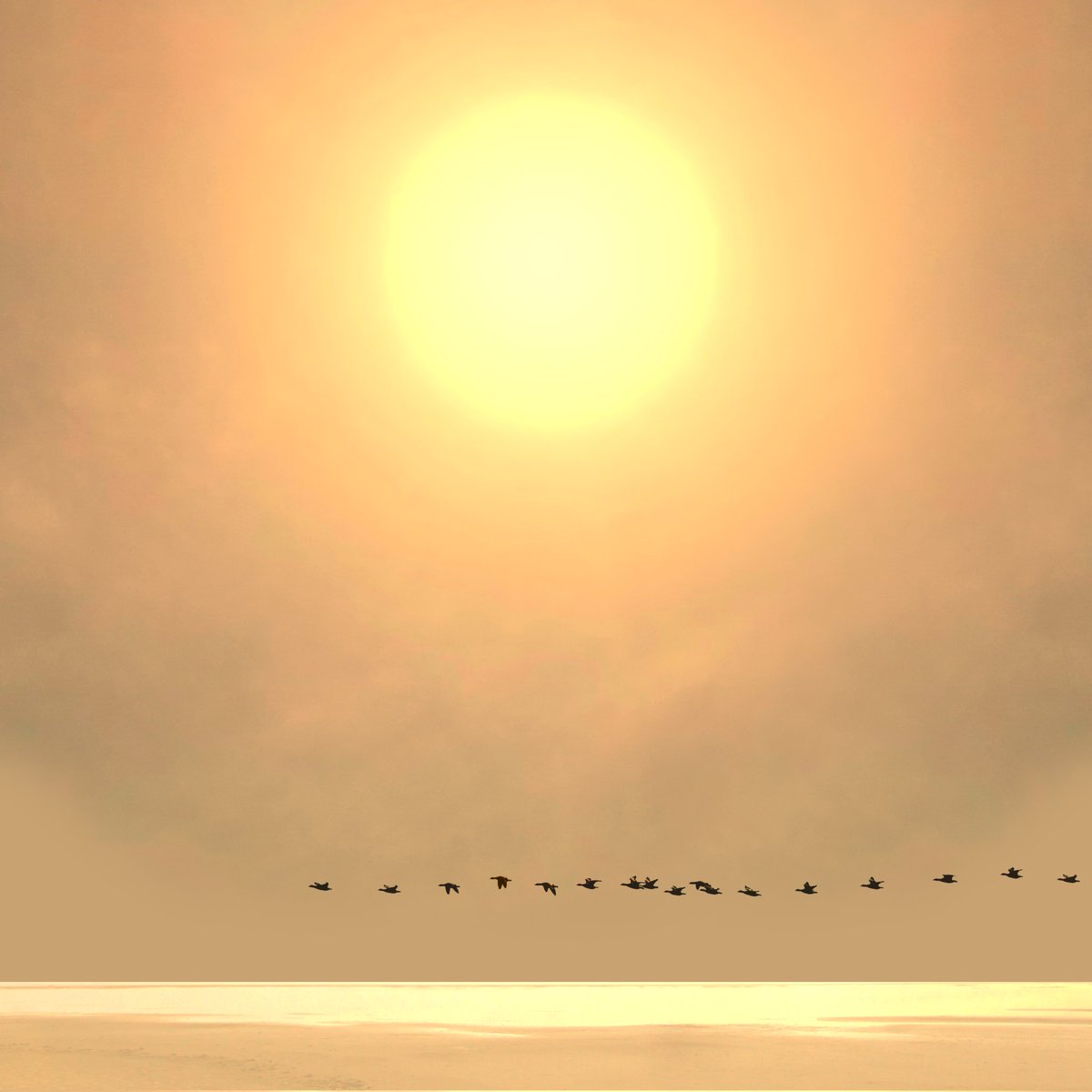 SaskiaBoelsums's tweet image. Zomeravond