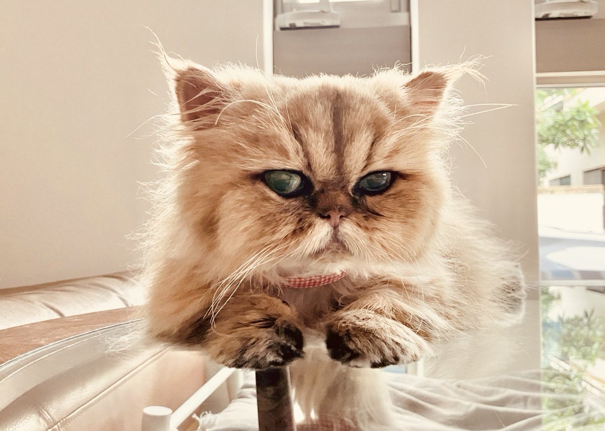 神戸ペルシャ tweet media