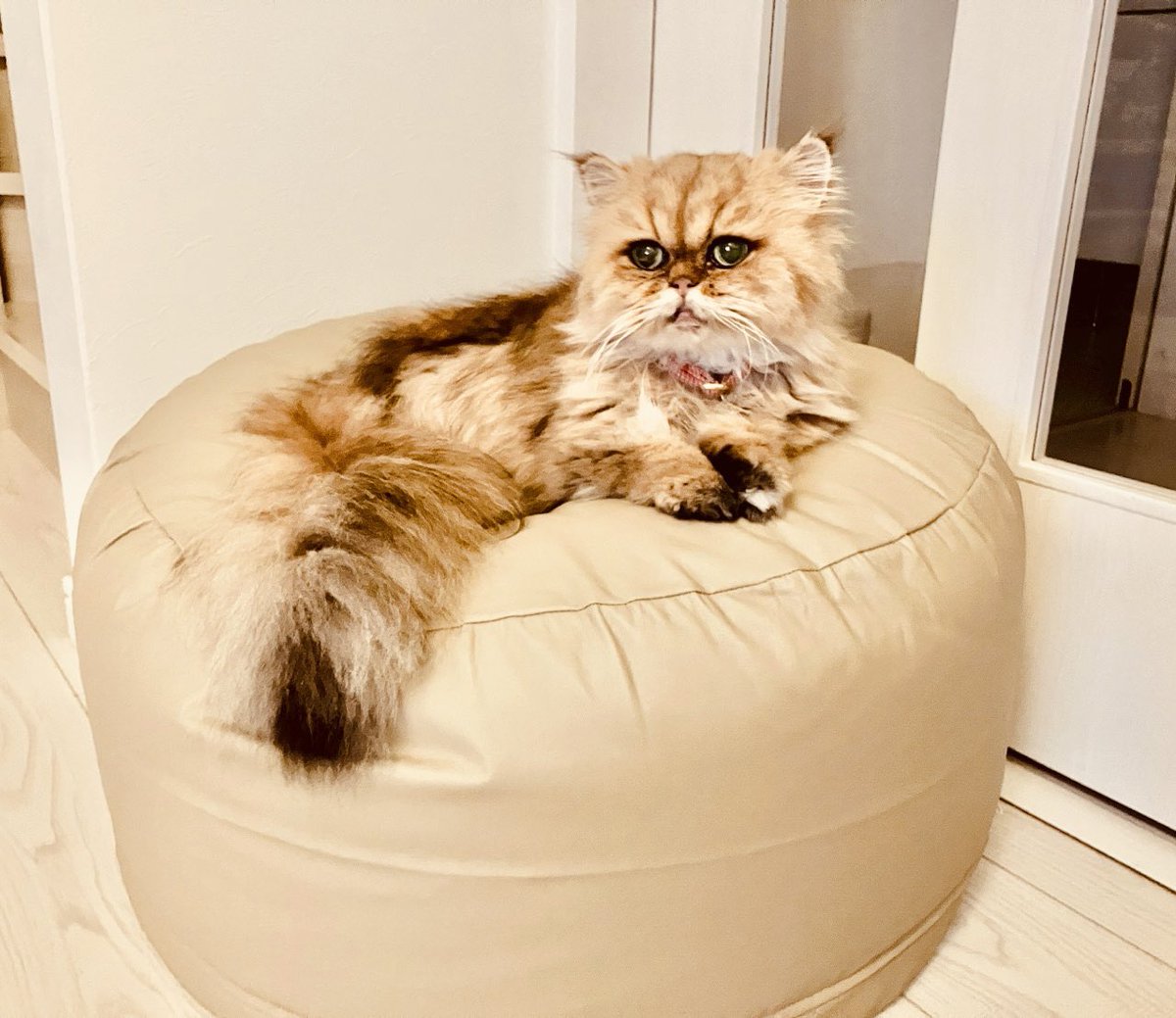 神戸ペルシャ tweet media