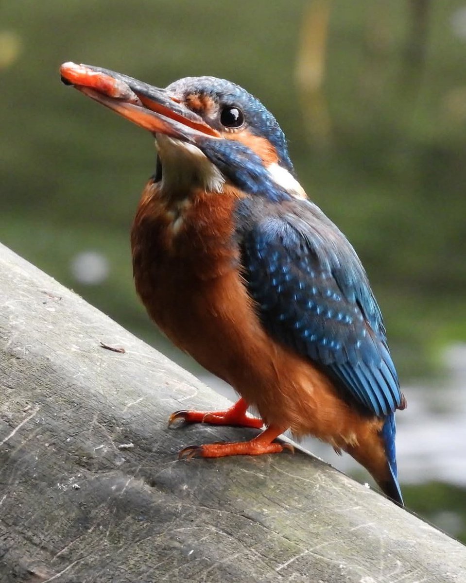 East London Kingfishers (@canalregent) on Twitter photo Feeding the kids
The female kingfisher with a fish for one of her youngsters on the River Lea.
#LondonBirds #nature #wildlife #kingfisher #hackneymarshes <a href="/Natures_Voice/">RSPB</a> <a href="/SaveLeaMarshes/">Save Lea Marshes ๐๐๐</a> <a href="/LeeValleyPark/">Lee Valley Park</a> Feeding the kids
The female kingfisher with a fish for one of her youngsters on the River Lea.
#LondonBirds #nature #wildlife #kingfisher #hackneymarshes <a href="/Natures_Voice/">RSPB</a> <a href="/SaveLeaMarshes/">Save Lea Marshes ๐๐๐</a> <a href="/LeeValleyPark/">Lee Valley Park</a>