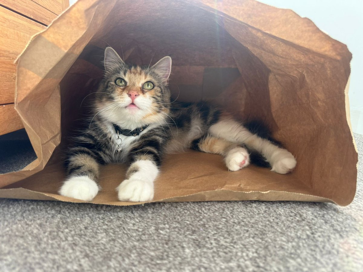 scobesx_'s tweet photo. this cat is honestly like having a newborn baby. she cries when she’s hungry, cries in the middle of the night, demands attention, poops &amp; sleeps all day https://t.co/jObbFjMVHH
