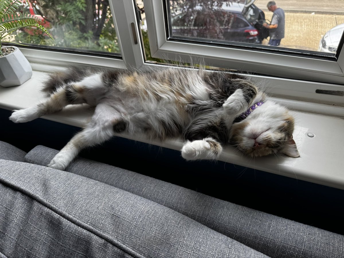 scobesx_'s tweet photo. this cat is honestly like having a newborn baby. she cries when she’s hungry, cries in the middle of the night, demands attention, poops &amp; sleeps all day https://t.co/jObbFjMVHH