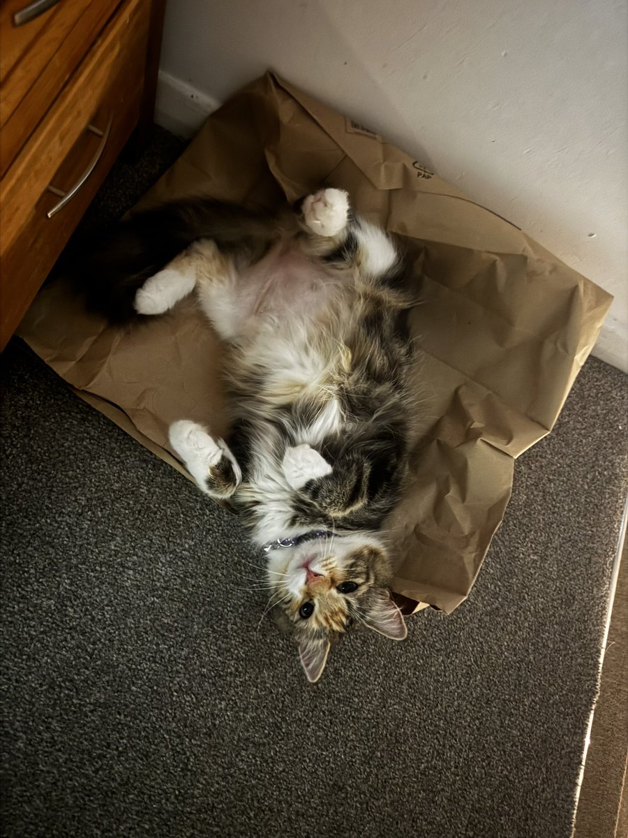scobesx_'s tweet photo. this cat is honestly like having a newborn baby. she cries when she’s hungry, cries in the middle of the night, demands attention, poops &amp; sleeps all day https://t.co/jObbFjMVHH