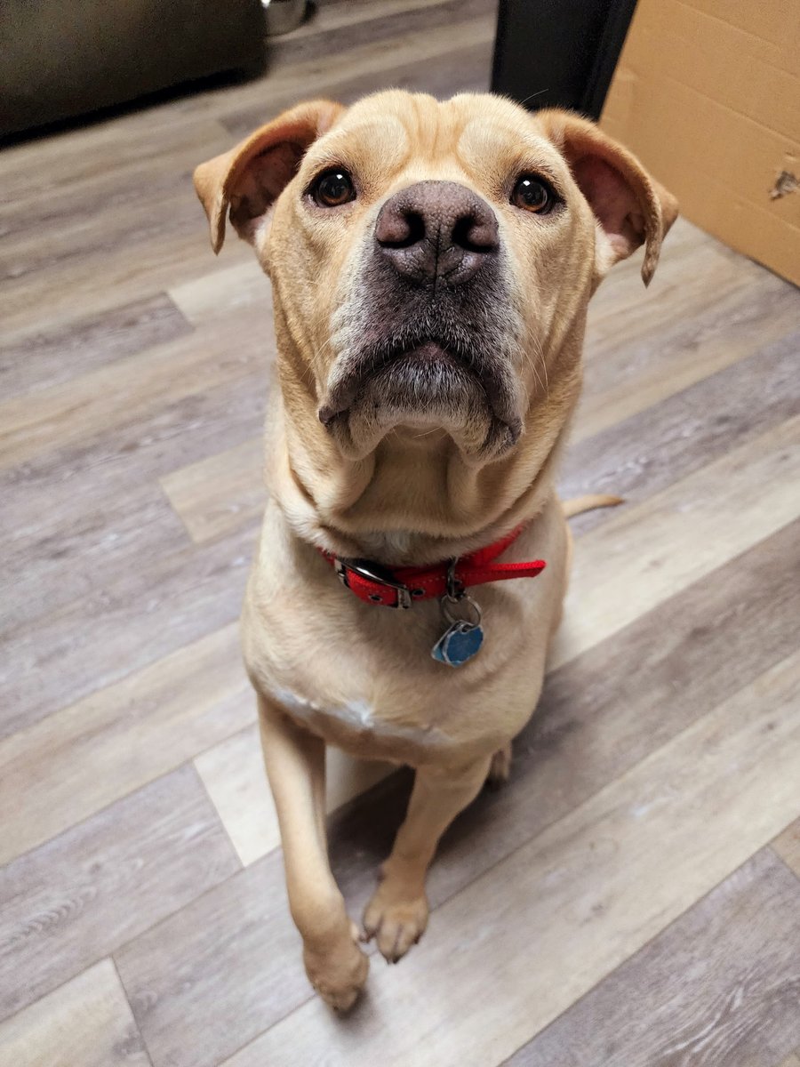 Rest easy, good boy. I love you. Go see Mom.