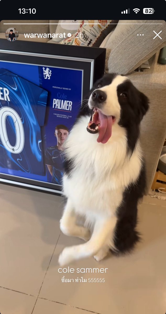 GardenKed's tweet photo. Update trend:
gdt 14:00 น.

#46🇹🇭 
#sammerbcollie 🐶🐾 

#warwanarat @warwanarat W.Wanarat https://t.co/lVOtoWUErY