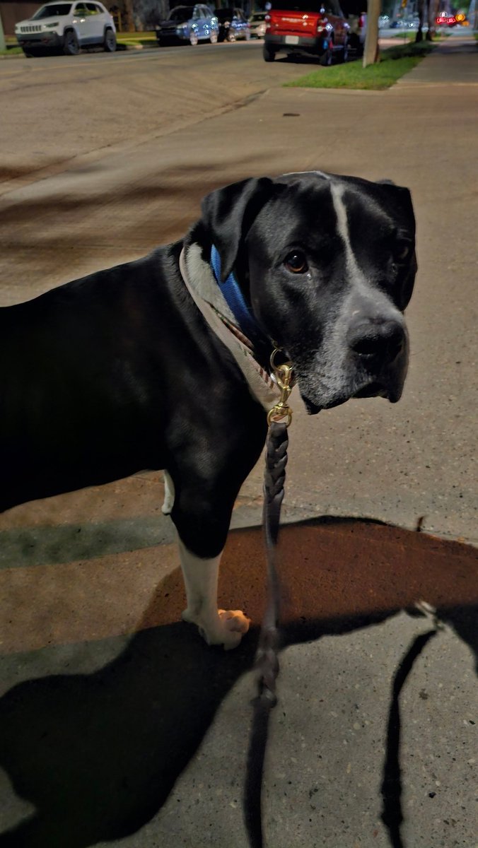 Team Servicerottie🇨🇦🐕🦺🦽 (@servicerotties) on Twitter photo Admin post:
Because his human is out of town <a href="/HeyPistol/">HEY,I AM PISTOL</a> is staying over with Chesnyy and I. He's quite the party animal, taking me out after midnight.
But is it safe to be out in the middle of the night? Well, ever since he had a section of his intestine removed, Pistol has Admin post:
Because his human is out of town <a href="/HeyPistol/">HEY,I AM PISTOL</a> is staying over with Chesnyy and I. He's quite the party animal, taking me out after midnight.
But is it safe to be out in the middle of the night? Well, ever since he had a section of his intestine removed, Pistol has