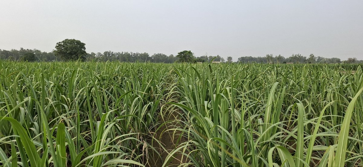 <a href="/ChiniMandi/">ChiniMandi</a> <a href="/thebajajgroup/">Bajaj Group</a> Journey of sugarcane seed #copb99🎋
.
-disease free &amp; healthy plant
-authentic #seed with purity of variety
-with proper tillers
.
Book now for autumn plantation.
#CoPb99 #copb_99
#CoPb17215 #copb17215
#गन्नाबीज़ 
#sugarcaneseed
<a href="/nsi_sugar/">NSI_Sugar</a>
<a href="/Atulchats/">Atul Chaturvedi</a>
<a href="/rahilshaikhMEIR/">Rahil Shaikh</a> 
<a href="/kapilnema/">Kapil Nema</a>