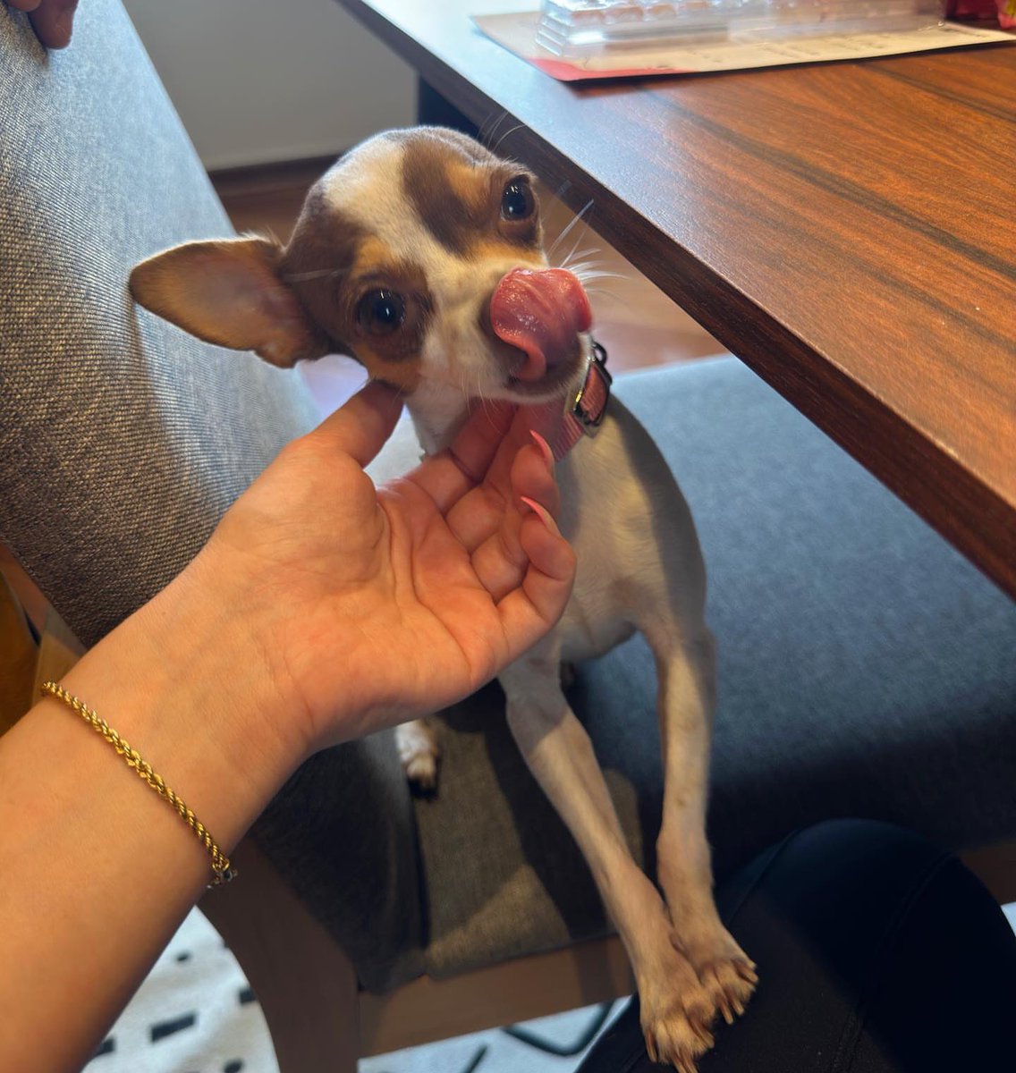 Larissa8258's tweet photo. My favorite pet 🦮🐶 https://t.co/Ooo2SWS9DN