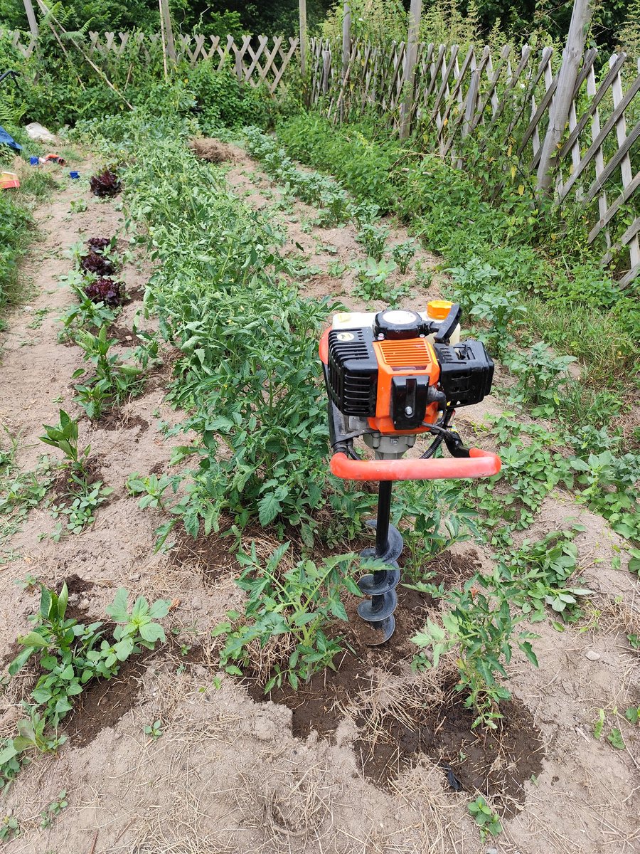 L'art de planter les tomates dans le granit.