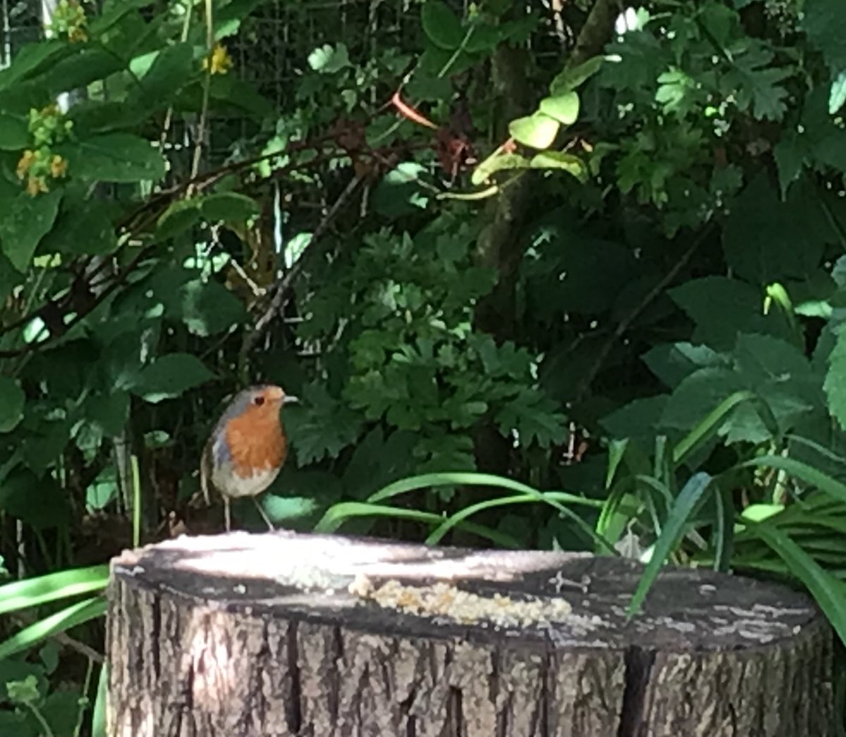 Day 22 #30DaysWild Noticing … breakfast with Robin …