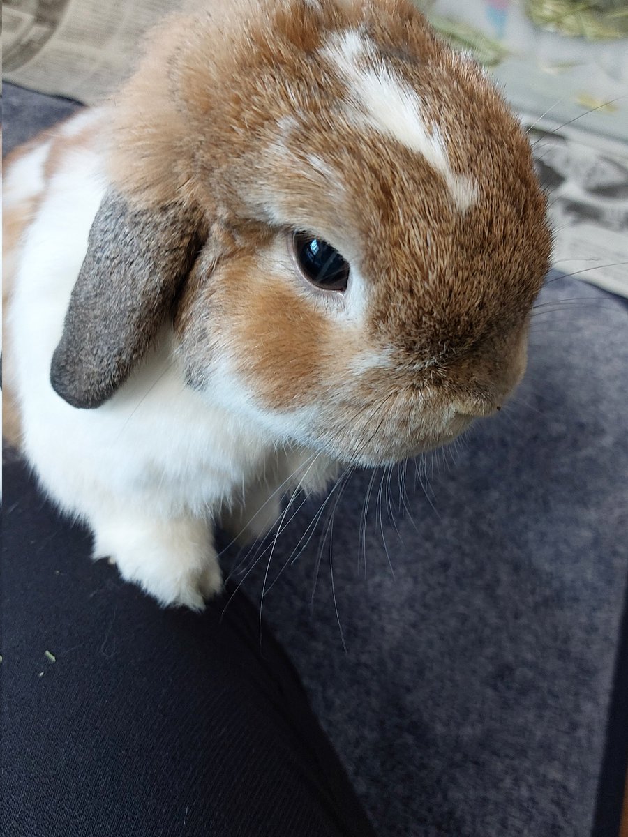 komugi-tsumugi-usa🐰（komugiko） tweet media