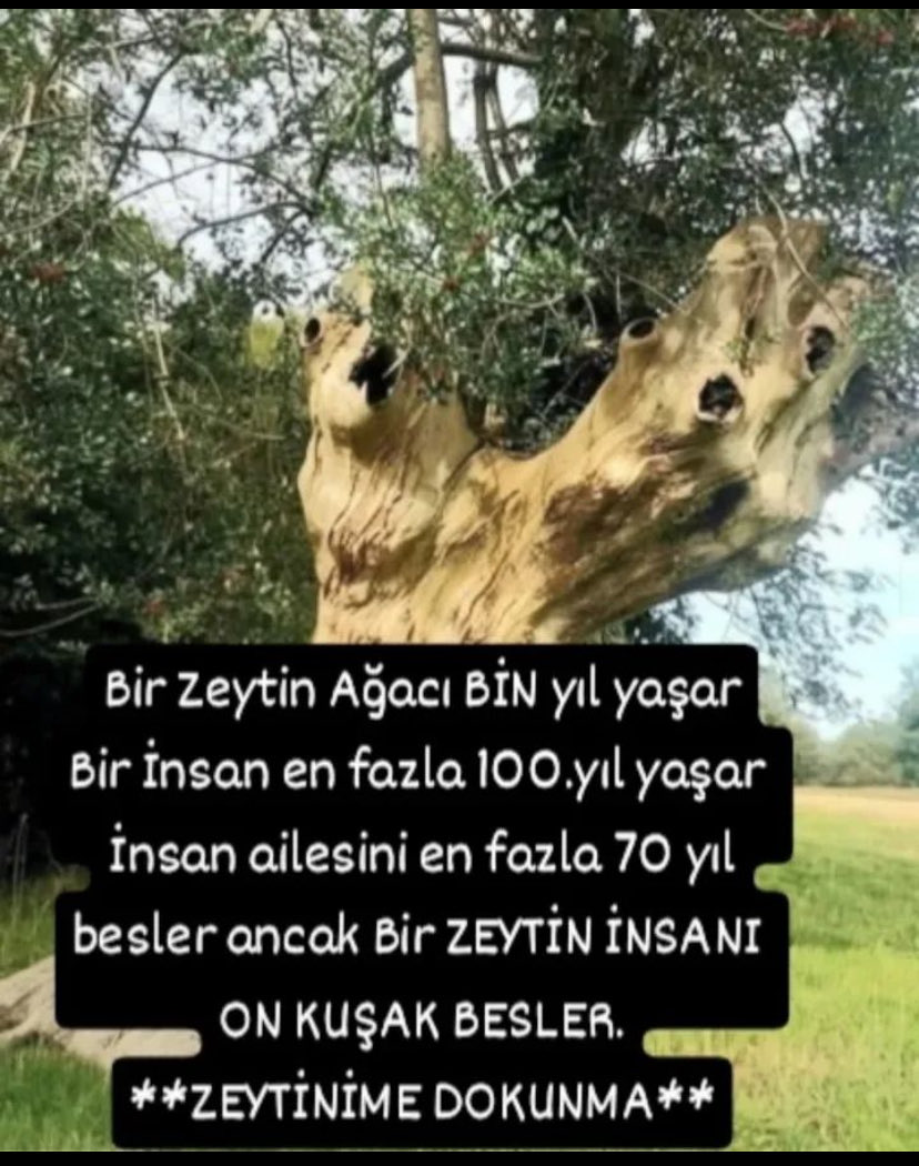 nursen_ylmaz's tweet photo. #zeytinimeağacımadokunma #zeytinağacımadokunma https://t.co/sHQkFYFD1s