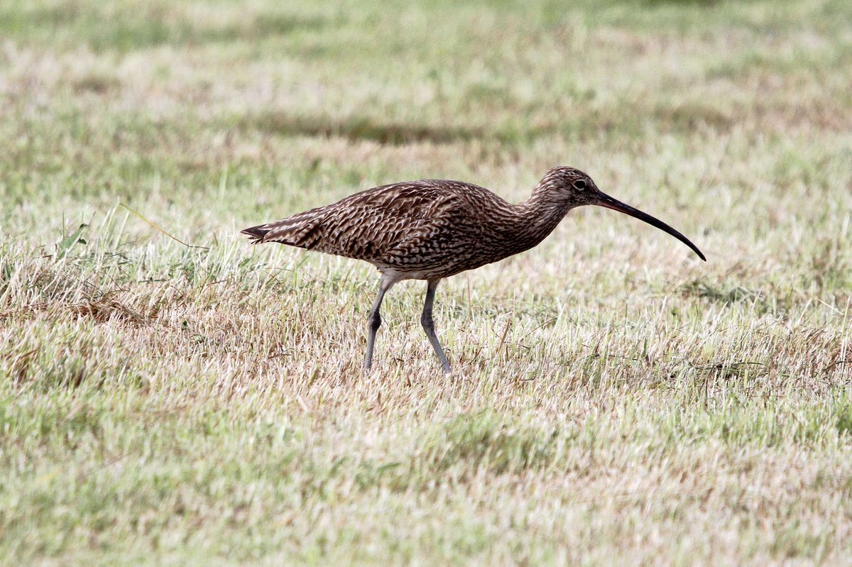 MrSteveyJames's tweet image. Also from our visit up on the moors #peakdistrict #Derbyshire last Sunday, was a treat to see this lovely Curlew, one of my favourite birds #TwitterNatureCommunity #TwitterNaturePhotography @Derbyshirebirds @DerbysWildlife @NatureUK @BBCSpringwatch @shefbirdstudy @Natures_Voice