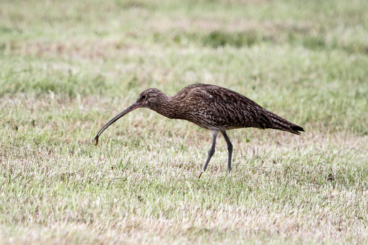 MrSteveyJames's tweet image. Also from our visit up on the moors #peakdistrict #Derbyshire last Sunday, was a treat to see this lovely Curlew, one of my favourite birds #TwitterNatureCommunity #TwitterNaturePhotography @Derbyshirebirds @DerbysWildlife @NatureUK @BBCSpringwatch @shefbirdstudy @Natures_Voice