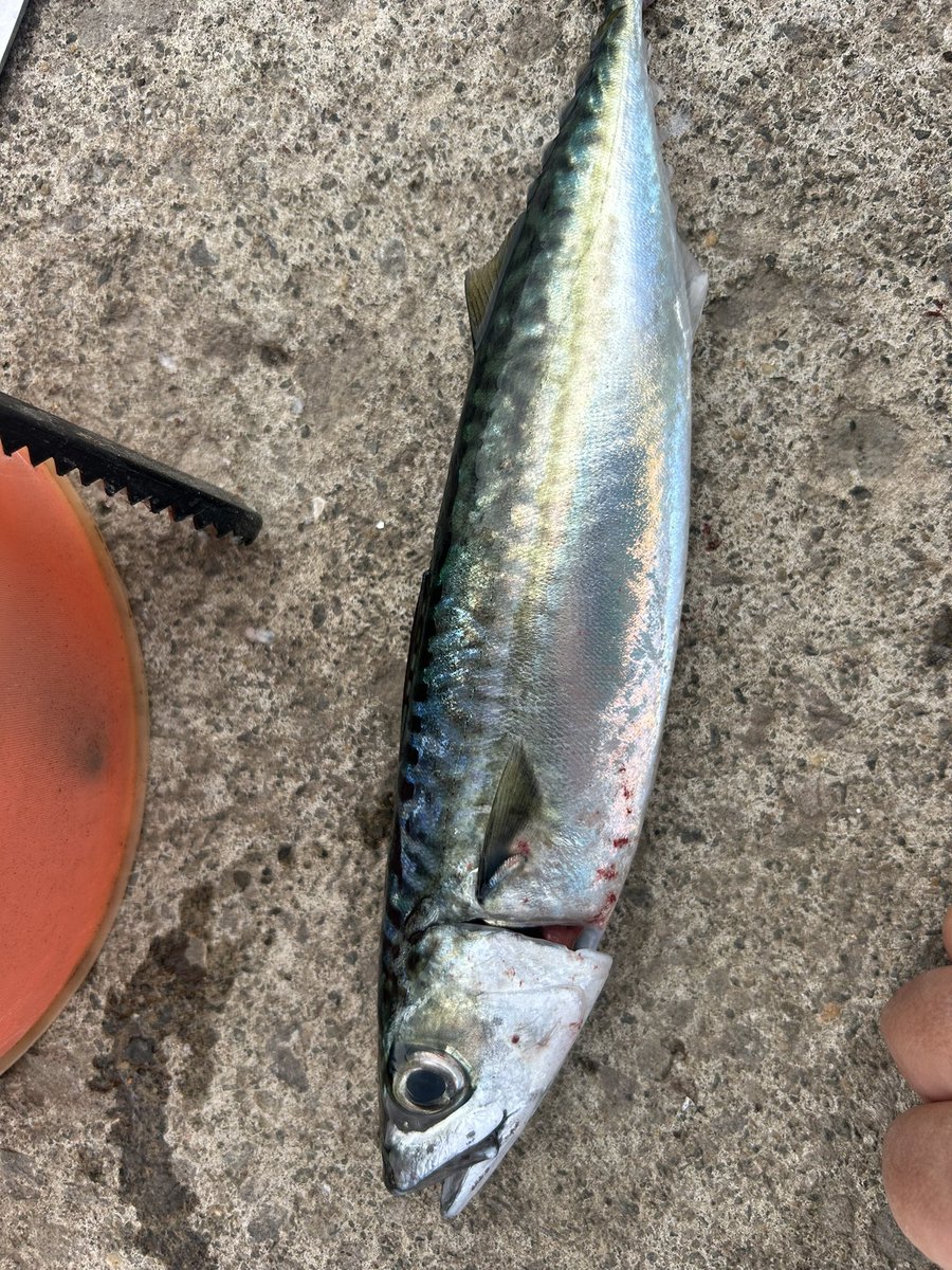 TAKADAI_Fishing's tweet photo. 今年も個人的サバシーズン始まりました😊 https://t.co/LHrnrRkWrO