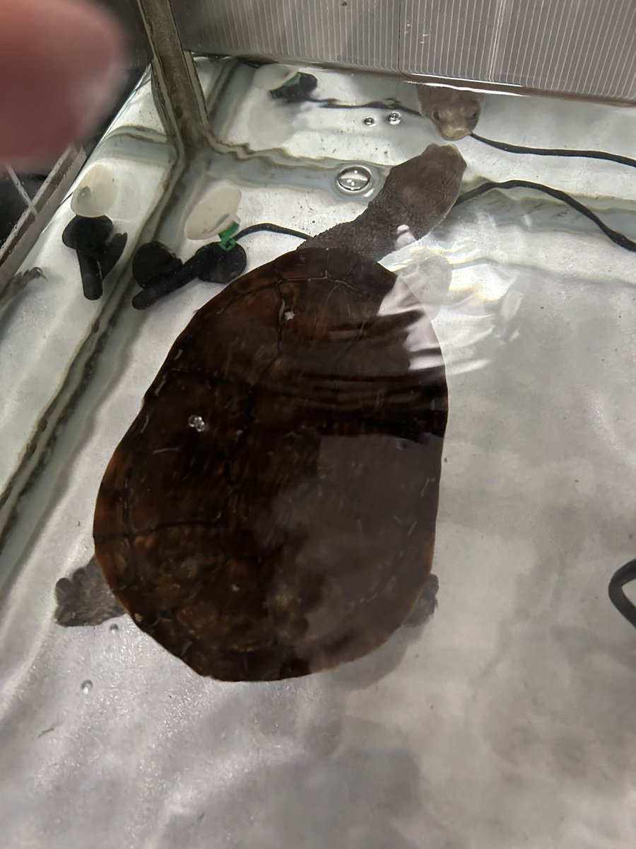 ライマン再開しました！
とりあえずメスだけ。オスはなかなか見つからないです。
何年も繁殖続いていたのですが、当時飼っていたメスを落としてしまい、オスは友達に差し上げました。あれから何年経っただろうか。やっぱり良いカメですよね。