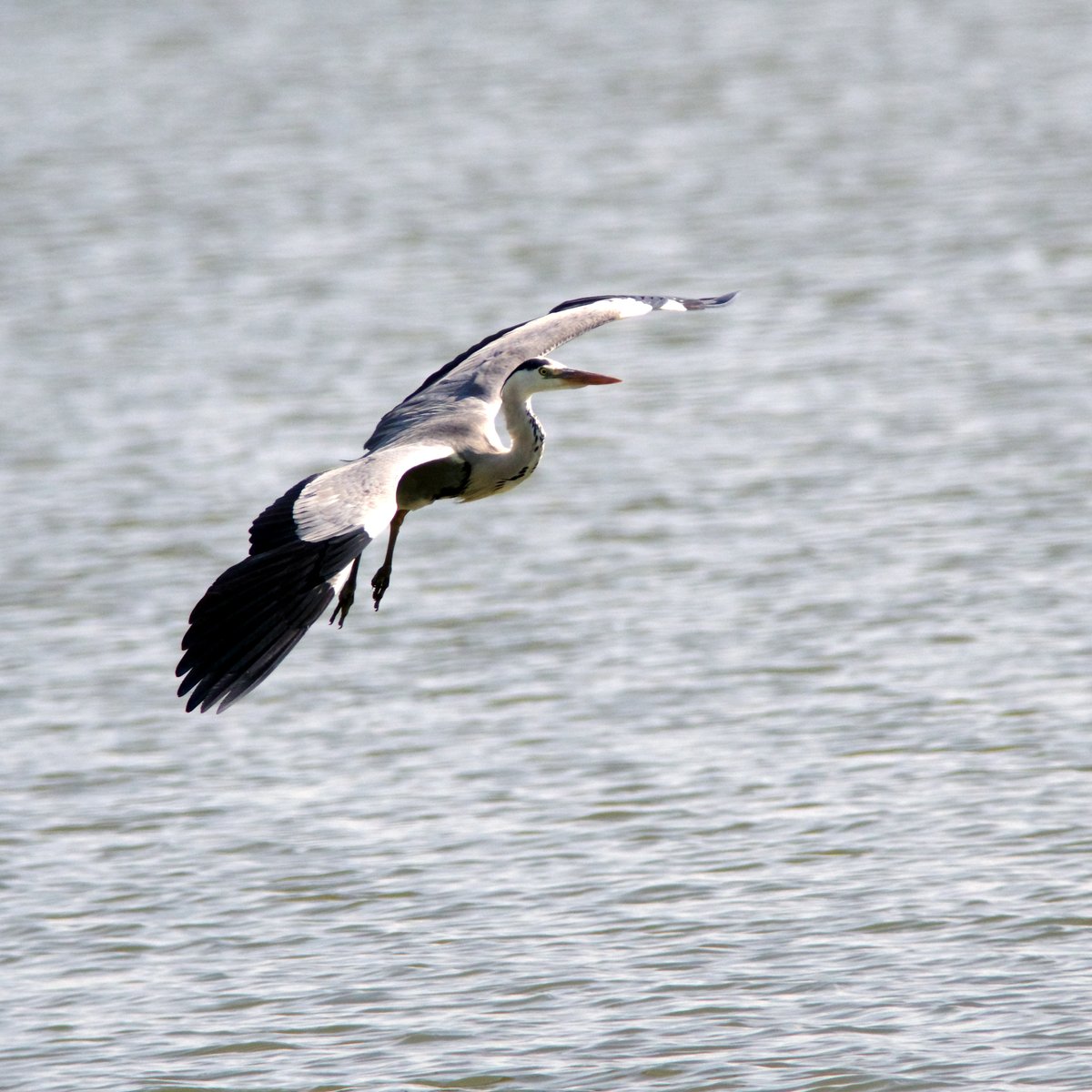syasinbu's tweet photo. アオサギ、川越市伊佐沼(2025.6.22)。
ペンタックスK-3mark3、BORG71FL 400mm F5.6、AFアダプター1.7x、適当にトリミング。
ボーグで野鳥の飛翔、撮れなくもない。
ちっちゃくてはしっこいのは無理だが。
#ペンタックス
#pentax
#pentaxk3mkiii
#BORG71FL
#野鳥
#アオサギ
#川越
#伊佐沼 https://t.co/JYnHVCQ6Oq