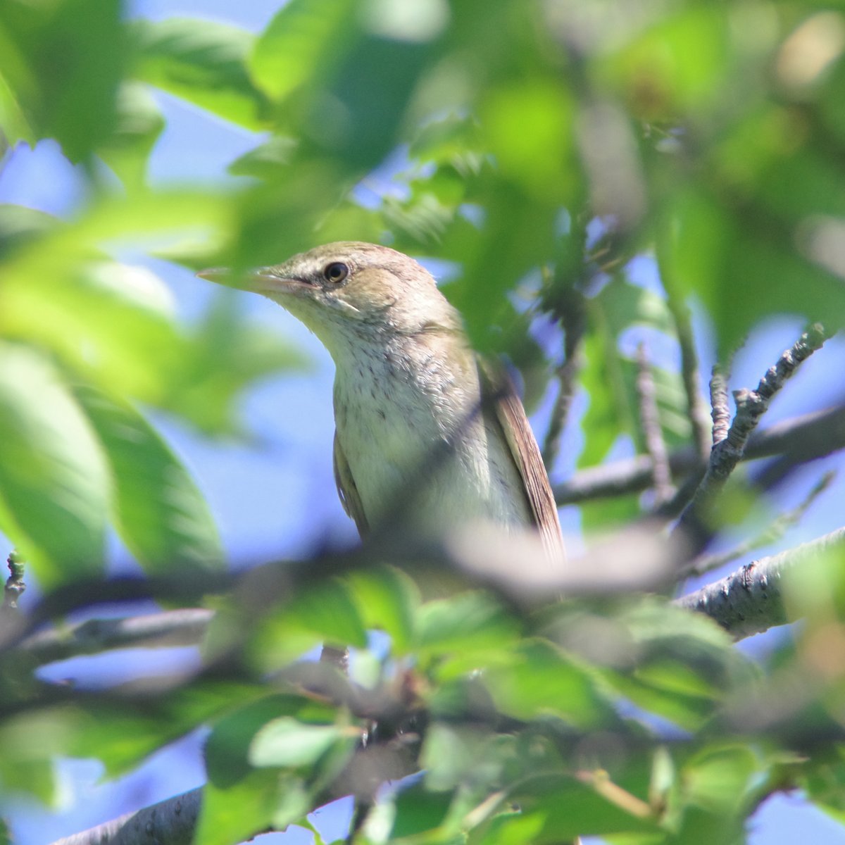 syasinbu's tweet photo. オオヨシキリ、川越市伊佐沼(2025.6.22)。
ペンタックスK-3mark3、BORG71FL 400mm F5.6、AFアダプター1.7x、適当にトリミング。
全身捉えるのは無理そうだったので、梢越しになんとか顔だけ撮る。
#ペンタックス
#pentax
#pentaxk3mkiii
#BORG71FL
#野鳥
#オオヨシキリ
#川越
#伊佐沼 https://t.co/UcOEBgywtk