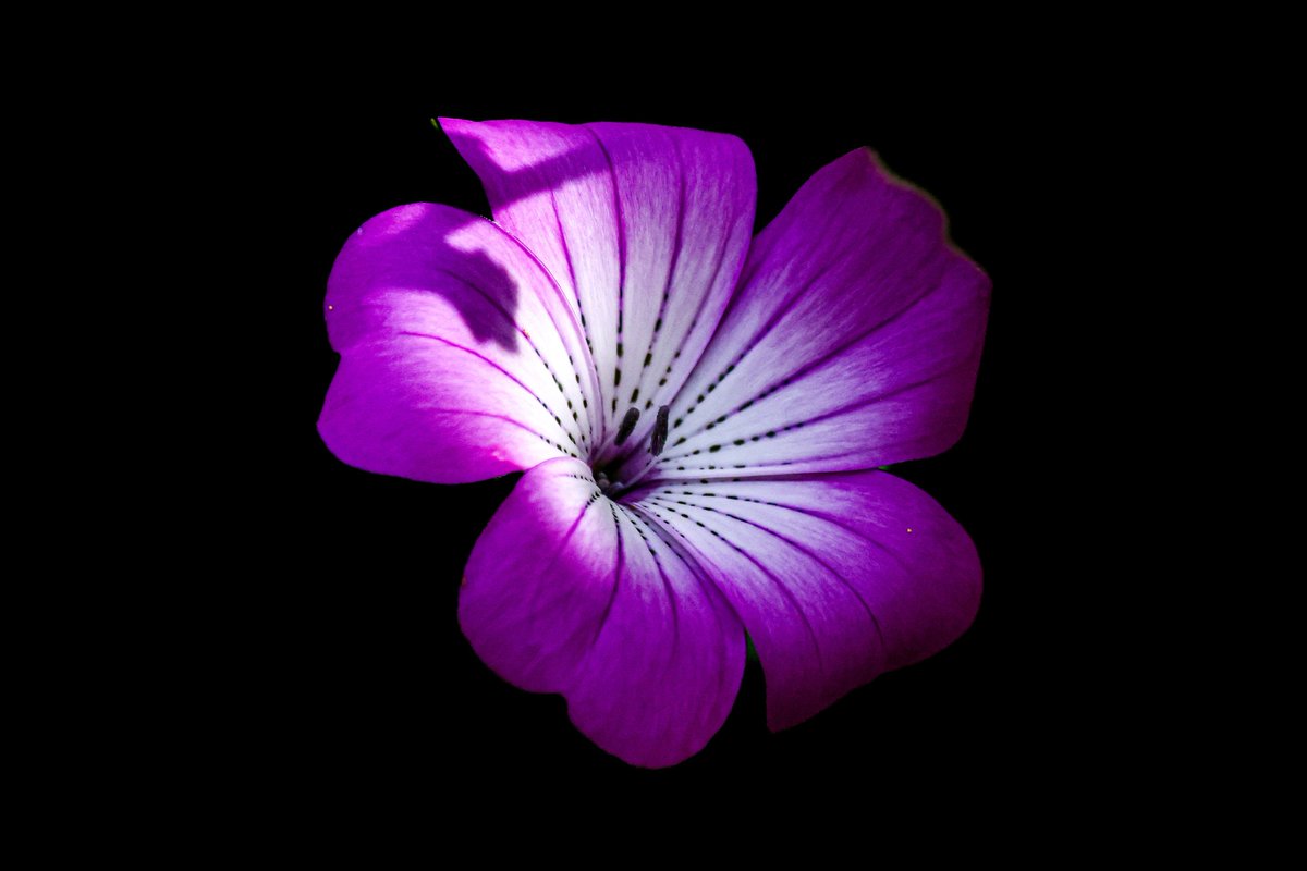 dinobreezy's tweet photo. Goodmorning everyone ☕️ Have a great Sunday with these shots of The Common Corncockle (Agrostemma Githago), in Dutch 🇳🇱 Bolderik 🌸

#GoodMorningX #SundayMotivation #SundayFunday 
#corncockle #agrostemma #bolderik #flowers #garden #nature #photography #canon https://t.co/RZKW9YgPIz