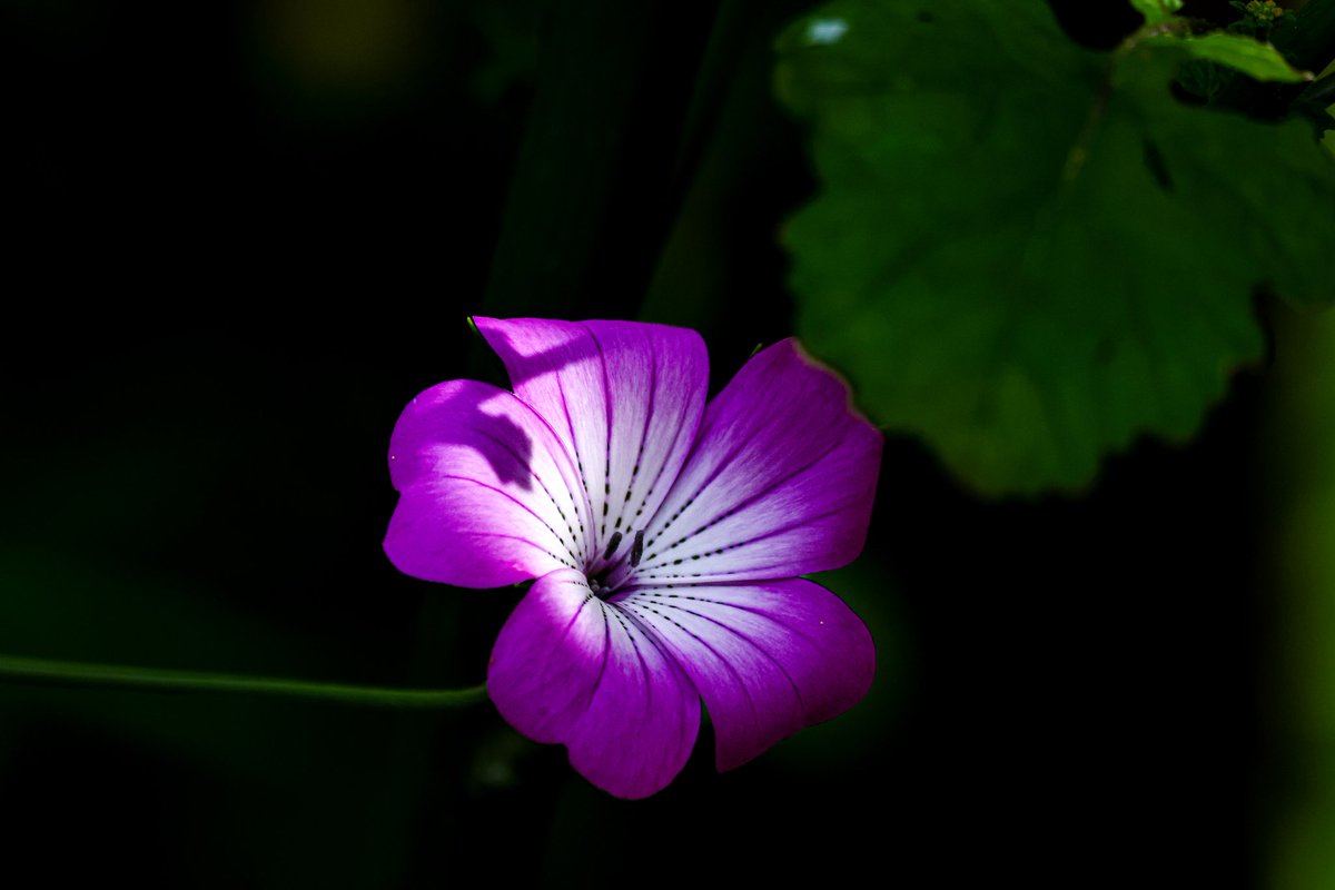 dinobreezy's tweet photo. Goodmorning everyone ☕️ Have a great Sunday with these shots of The Common Corncockle (Agrostemma Githago), in Dutch 🇳🇱 Bolderik 🌸

#GoodMorningX #SundayMotivation #SundayFunday 
#corncockle #agrostemma #bolderik #flowers #garden #nature #photography #canon https://t.co/RZKW9YgPIz