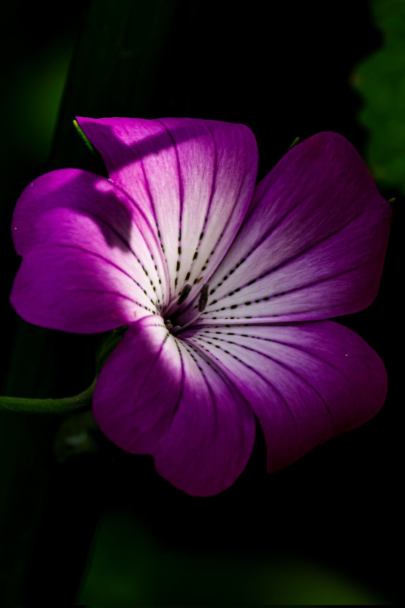 dinobreezy's tweet photo. Goodmorning everyone ☕️ Have a great Sunday with these shots of The Common Corncockle (Agrostemma Githago), in Dutch 🇳🇱 Bolderik 🌸

#GoodMorningX #SundayMotivation #SundayFunday 
#corncockle #agrostemma #bolderik #flowers #garden #nature #photography #canon https://t.co/RZKW9YgPIz