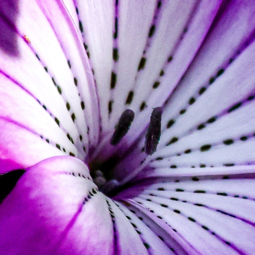 dinobreezy's tweet photo. Goodmorning everyone ☕️ Have a great Sunday with these shots of The Common Corncockle (Agrostemma Githago), in Dutch 🇳🇱 Bolderik 🌸

#GoodMorningX #SundayMotivation #SundayFunday 
#corncockle #agrostemma #bolderik #flowers #garden #nature #photography #canon https://t.co/RZKW9YgPIz
