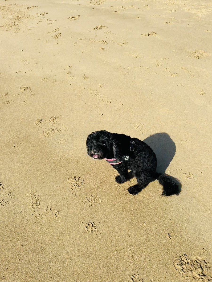 Vera_pooch's tweet image. #sundayvibe 
Favourite place 🩷 #Vera🐶
#DogsOnX
#TwinsiesOnTwitter