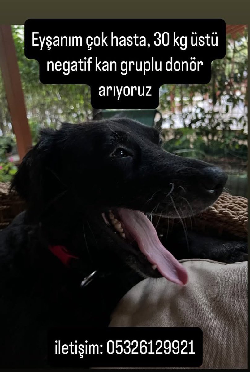 İstanbul içi aranıyor elden ele rtleyebilir miyiz rica etsem 🙏🏻