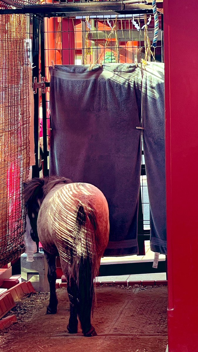 gmv_jp's tweet image. 今日の神田明神の神馬🐴ちゃん。6月なのに連日暑い