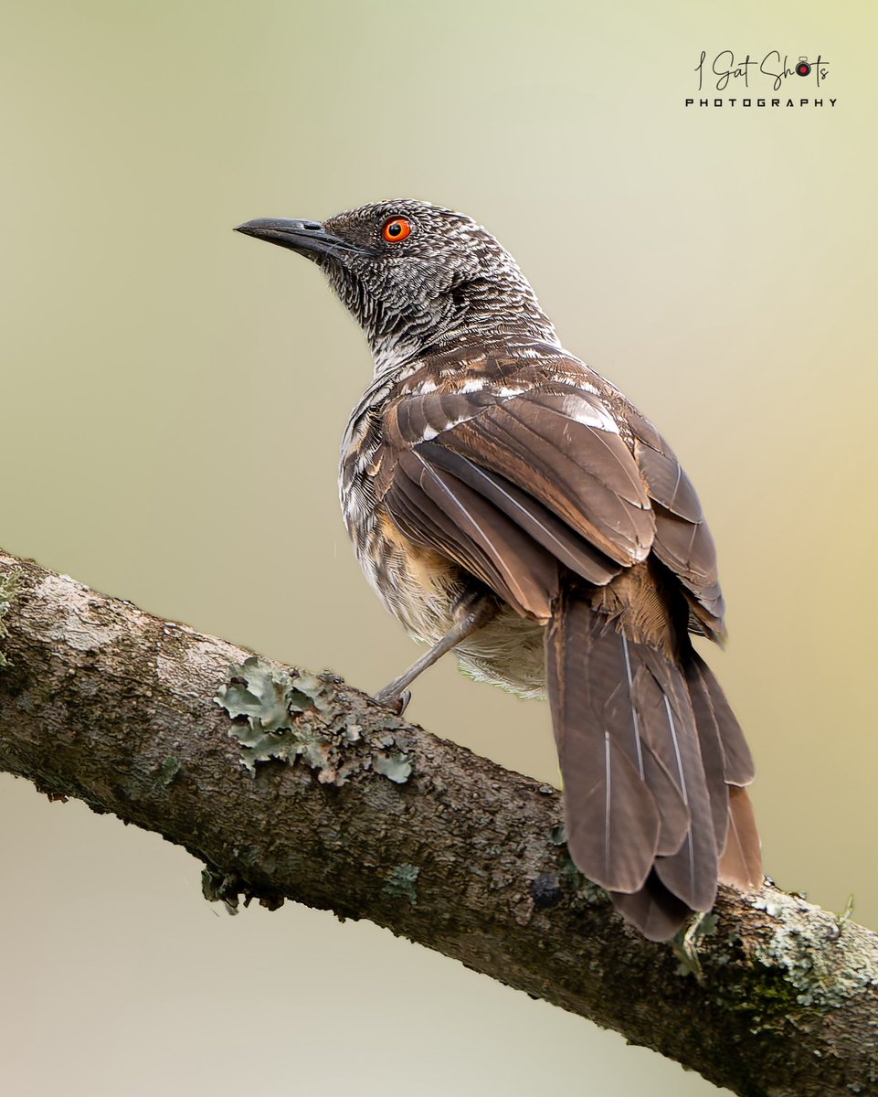 Hinde’s Pied-Babbler