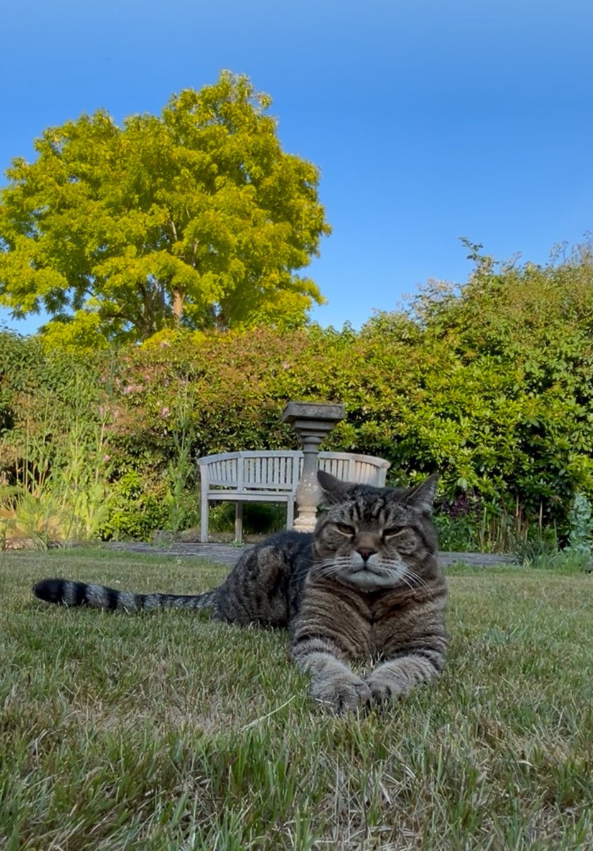 🇺🇦 Jackie (& Hari 😺) Stephen (@hazikat) on Twitter photo 😺We’ve had some fantastic entries to date and Day 5 brings another 2 options to get your face on the Pet Walk of Fame. The second one was me yesterday😾 Miss P <a href="/KeitherKeith/">Keïth!🌈 🐾 Micker 😺 🐾 Miss P 😾 🐾</a> this one’s made for you 😹
Let’s see your poses with the hashtag #RickysWalkies 😻
#Hari #CatsofX #Cats 😺We’ve had some fantastic entries to date and Day 5 brings another 2 options to get your face on the Pet Walk of Fame. The second one was me yesterday😾 Miss P <a href="/KeitherKeith/">Keïth!🌈 🐾 Micker 😺 🐾 Miss P 😾 🐾</a> this one’s made for you 😹
Let’s see your poses with the hashtag #RickysWalkies 😻
#Hari #CatsofX #Cats