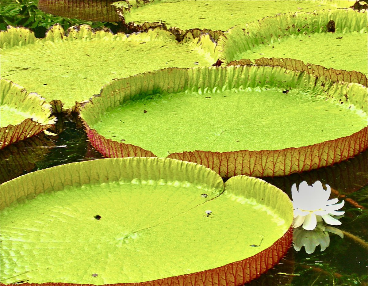 I love photographing plants when I travel. And the water lillies in Sir Seewoosagur Ramgoolam Botanical Garden in Mauritius are some of my favourites.