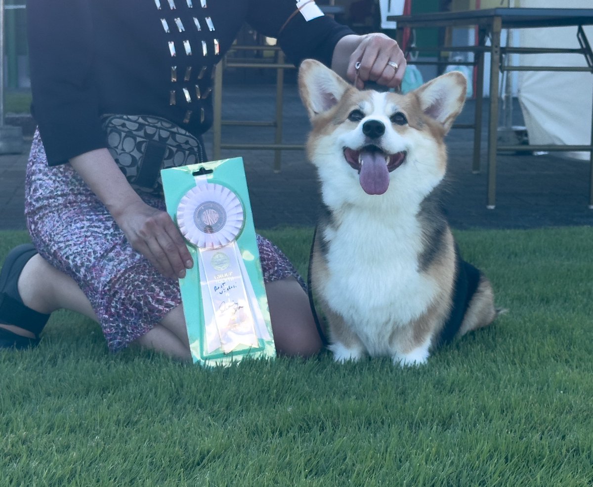 楽天市場】犬 レインコート コーギー 専用 サイズ JコートB2