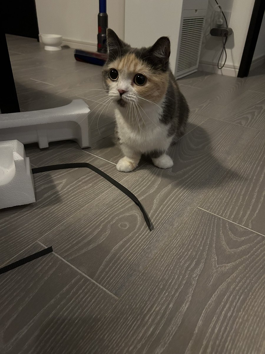 えま🐾はちわれマンチカン tweet media