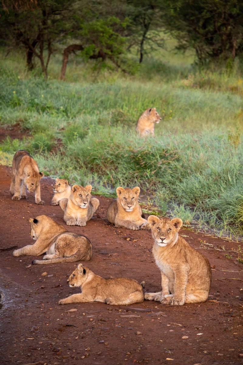 Lazy Sunday in Serengeti National Park 😴