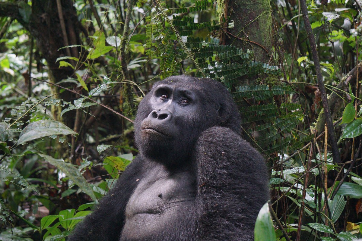 Kingdom of the Planet of the Apes!🦍