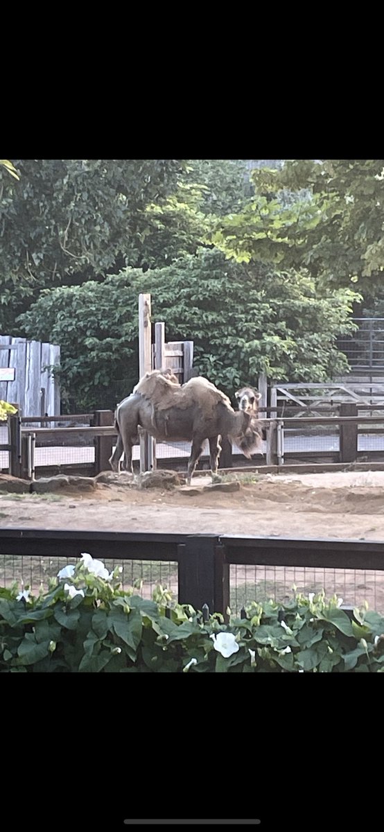 Helen Lane tweet media