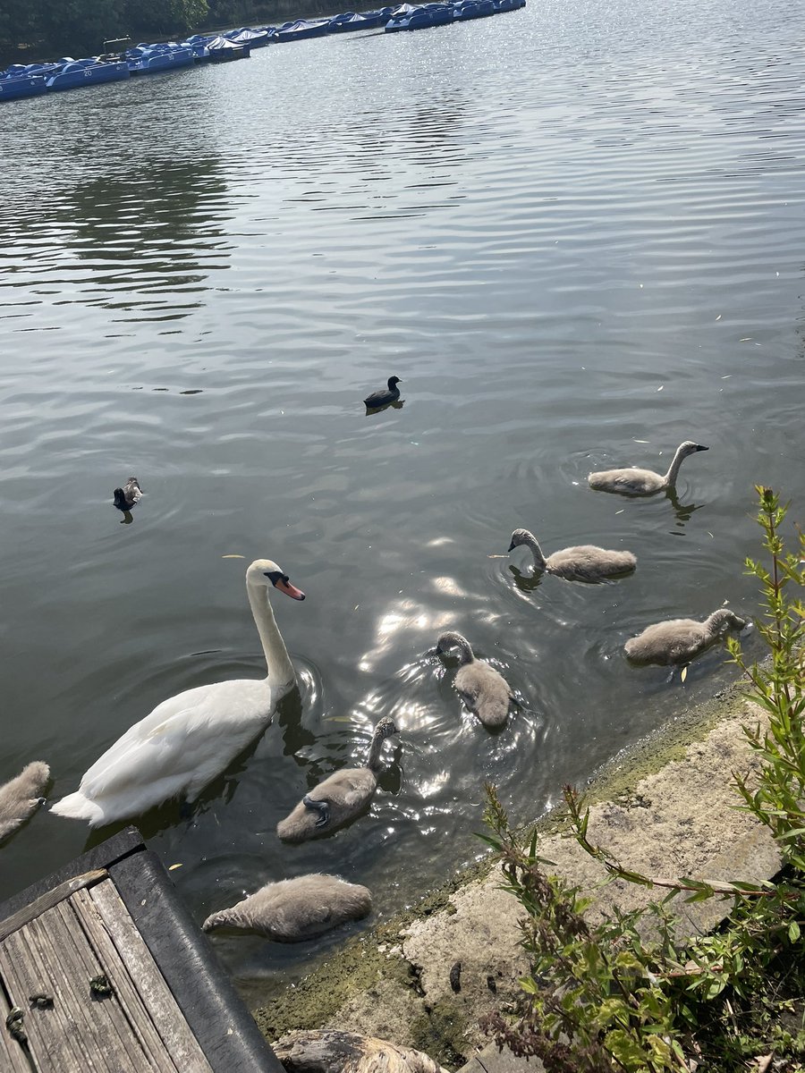 Helen Lane tweet media