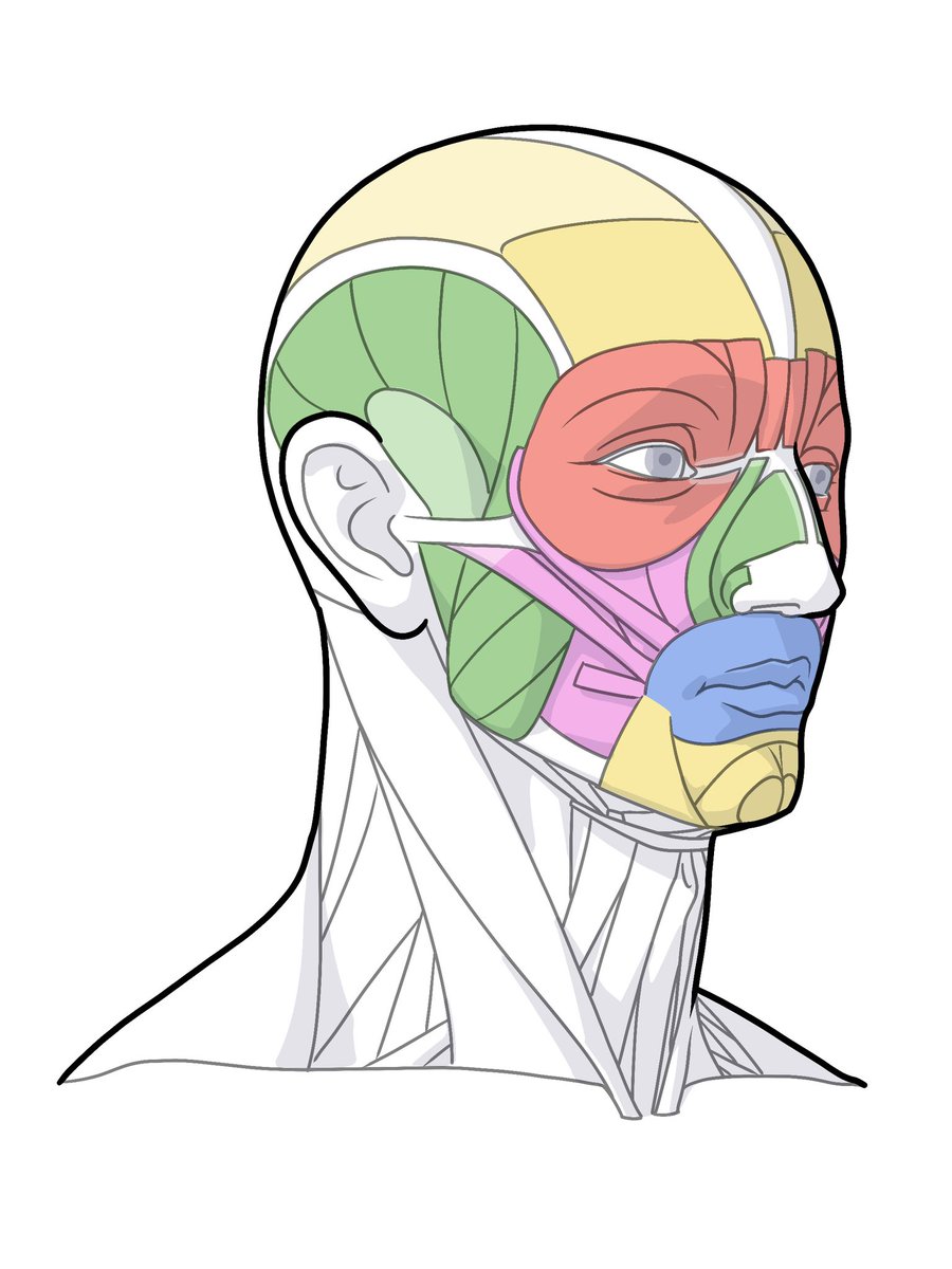 伊豆の美術解剖学者 (@kato_anatomy) on Twitter photo 