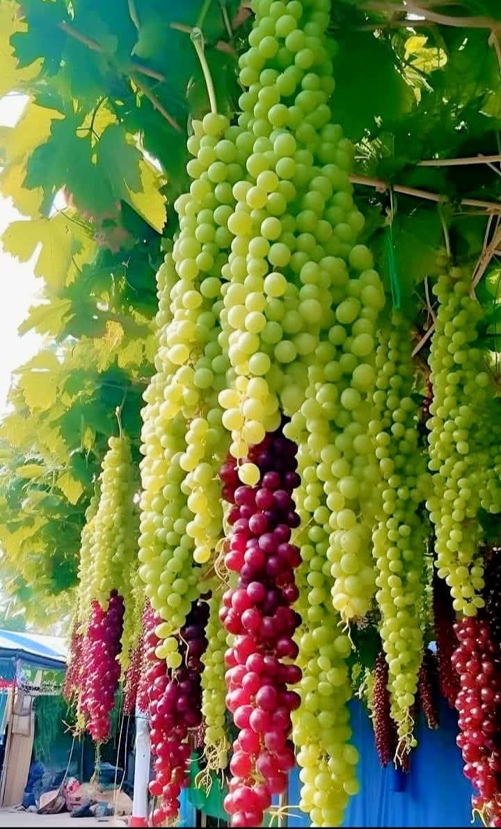 sweet_nector1's tweet photo. What is it called in your language? https://t.co/1bft1rg5E5