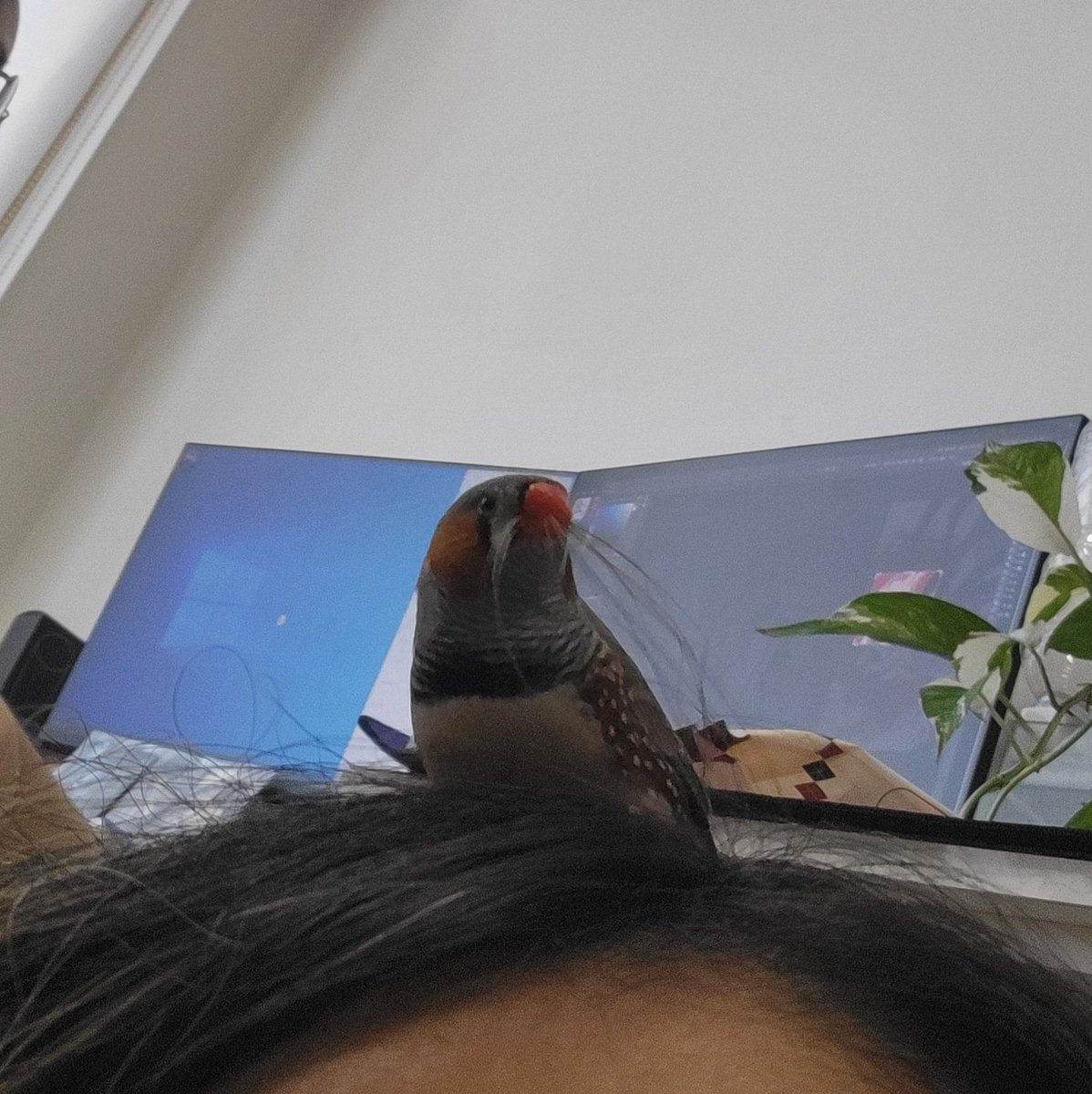 small_dduck's tweet image. 자유롭게 저 하늘을
날아가도 놀라지말아요
