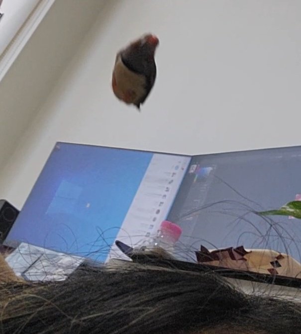 small_dduck's tweet image. 자유롭게 저 하늘을
날아가도 놀라지말아요