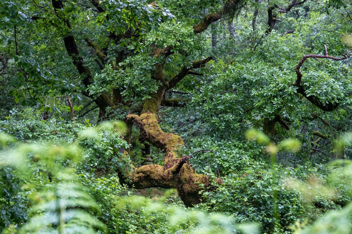 Love_plants's tweet photo. Happy #WorldRainforestDay🌲

Did you know #temperaterainforests are just as special and spectacular as their tropical cousins, but even rarer?🤯

They help to: 
🌲Absorb carbon
🍄Support lichens, fungi and mosses
🌎Tackle climate change

📷: Ian Price/Dave Lamacraft/Dave Collins https://t.co/BrRWulUu9F