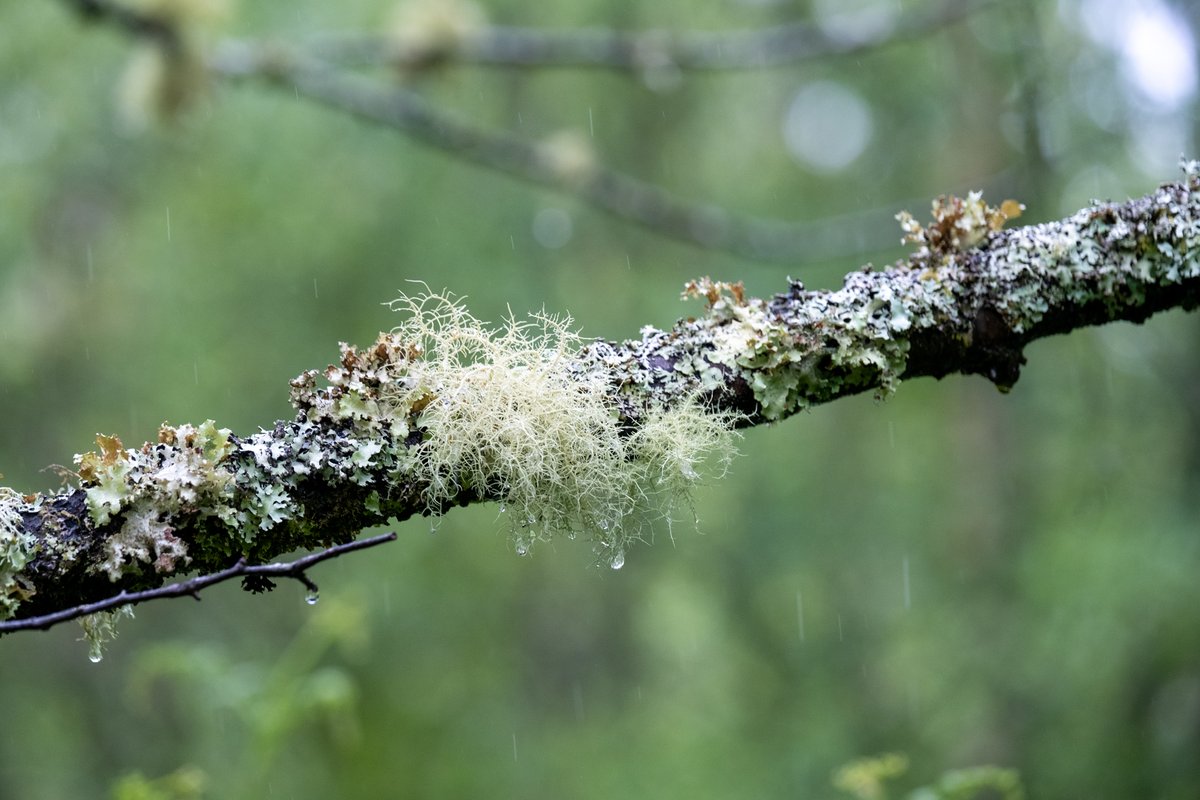 Love_plants's tweet photo. Happy #WorldRainforestDay🌲

Did you know #temperaterainforests are just as special and spectacular as their tropical cousins, but even rarer?🤯

They help to: 
🌲Absorb carbon
🍄Support lichens, fungi and mosses
🌎Tackle climate change

📷: Ian Price/Dave Lamacraft/Dave Collins https://t.co/BrRWulUu9F