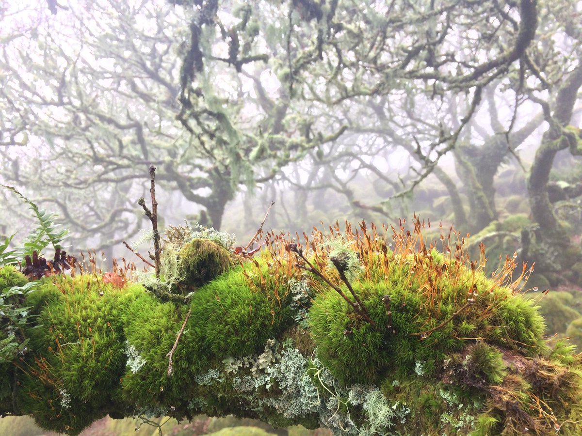 Love_plants's tweet photo. Happy #WorldRainforestDay🌲

Did you know #temperaterainforests are just as special and spectacular as their tropical cousins, but even rarer?🤯

They help to: 
🌲Absorb carbon
🍄Support lichens, fungi and mosses
🌎Tackle climate change

📷: Ian Price/Dave Lamacraft/Dave Collins https://t.co/BrRWulUu9F