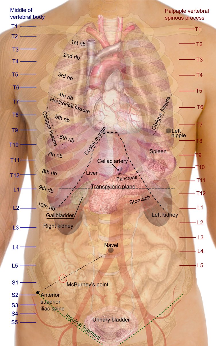 Surface anatomy of the chest and abdomen 📍

📸: Wikipedia