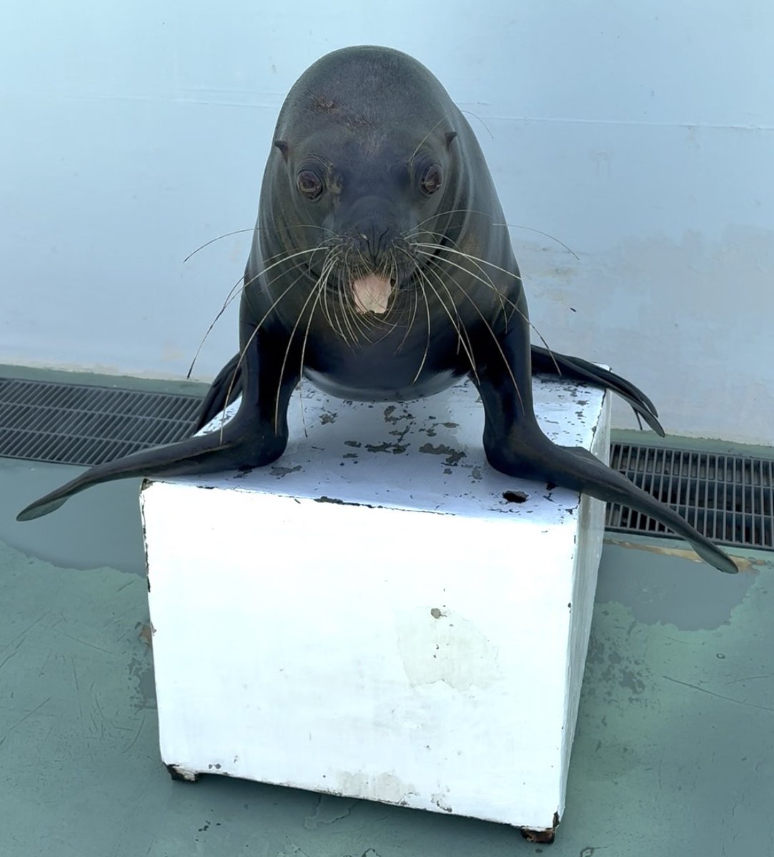 ⭐️ショーで大活躍している #アシカ の仲間を紹介⭐️／ メスの